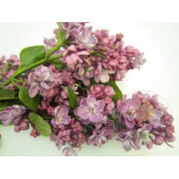 Сирень Катюша