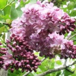 Сирень Маршал Бирюзов