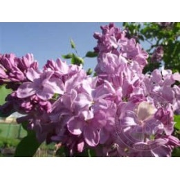 Сирень Маршал Бирюзов