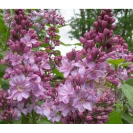 Сирень Маршал Бирюзов