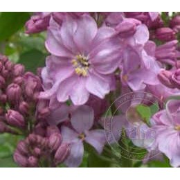 Сирень Маршал Бирюзов