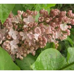 Сирень Медовый спас