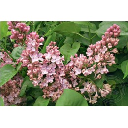 Сирень Медовый спас