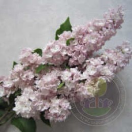 Сирень Милосердие