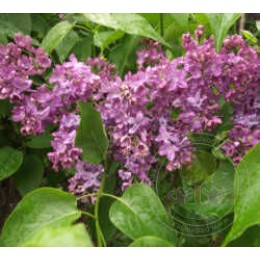 Сирень Рио-Рита