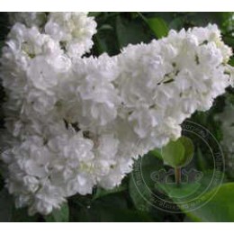 Сирень Русский Север