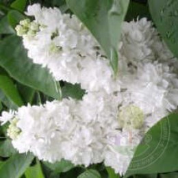 Сирень Русский Север