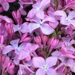 Сирень Принцесса Стурдза