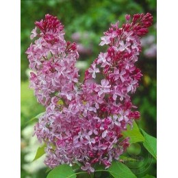 Сирень Принцесса Стурдза