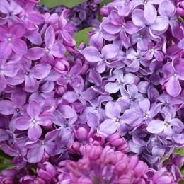 Сирень Рум фон Хорстенштейн