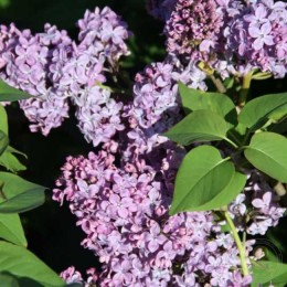 Сирень Рум фон Хорстенштейн