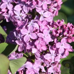 Сирень Рум фон Хорстенштейн