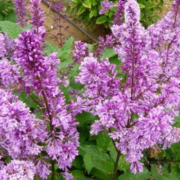 Сирень Ройалти