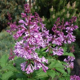 Сирень Ройалти