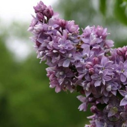 Сирень Абель Карьер