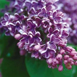 Сирень Альберт Ф. Холден