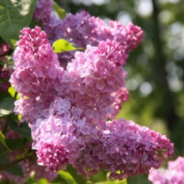 Сирень Полтава