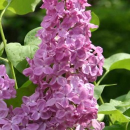 Сирень Полтава