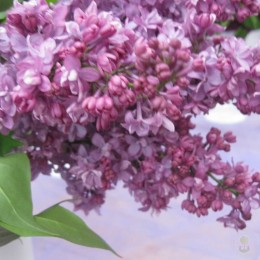 Сирень Изобилие