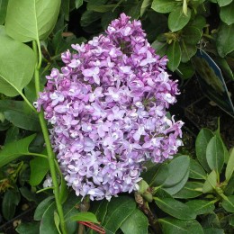 Сирень Изобилие