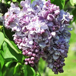 Сирень Маршал Ланн