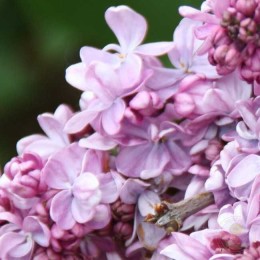 Сирень Маршал Ланн