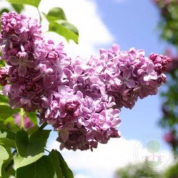 Сирень Маршал Ланн