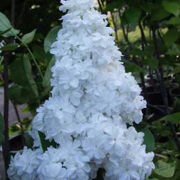 Сирень Фронтовичка