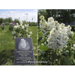 Сирень Фронтовичка