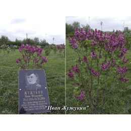 Сирень Иван Жужукин