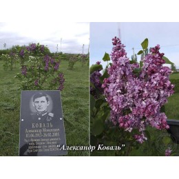 Сирень Александр Коваль