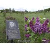 Сирень Яков Косовичев