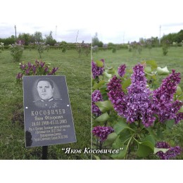 Сирень Яков Косовичев