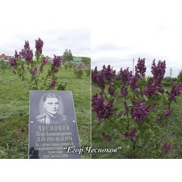 Сирень Егор Чесноков