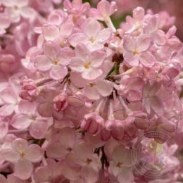 Сирень Вечерний звон