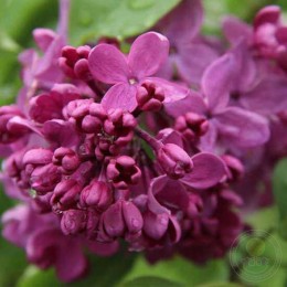 Сирень День Победы