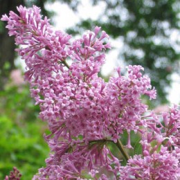 Сирень Нике