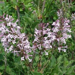 Сирень Мисс Ким