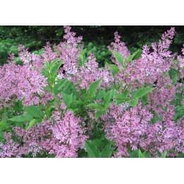 Сирень Мисс Ким