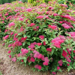 Спирея японская Дабл Плей Дузи