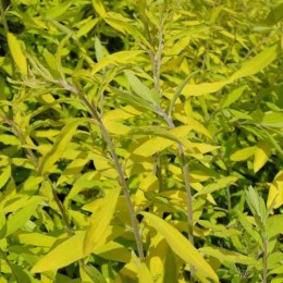 Спирея серая Казиу