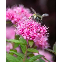 Спирея японская Одесса