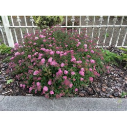 Спирея японская Одесса