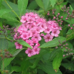 Спирея японская Генпай / Широбана