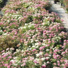 Спирея японская Генпай / Широбана