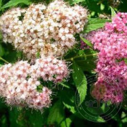 Спирея японская Генпай / Широбана