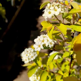 Спирея Вангутта Голд Фаунтейн