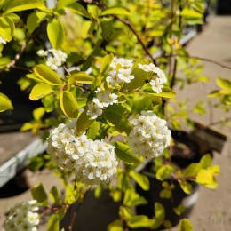 Спирея Вангутта Голд Фаунтейн