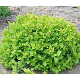 Спирея берёзолистная Пинк Спарклер