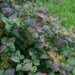 Спирея японская Дабл Плей Блю Казу